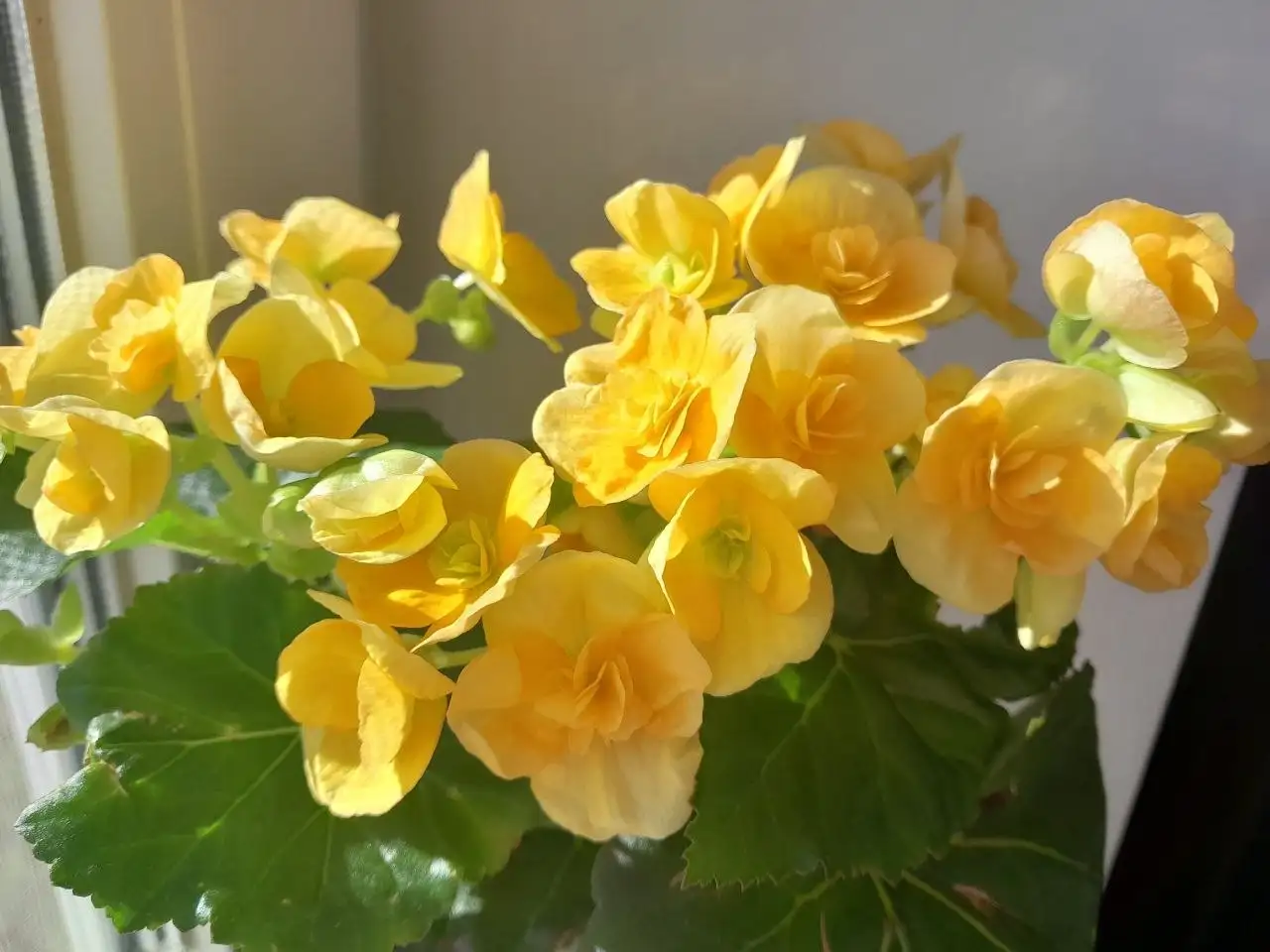 Продам укорененный отросток Бегония Элатиор - Растения (Хобби и отдых) в Энгельс