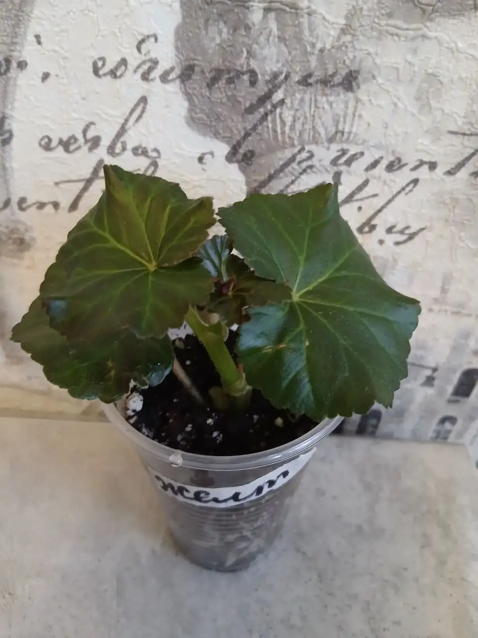 Продам укорененный отросток Бегония Элатиор - Растения (Хобби и отдых) в Энгельс