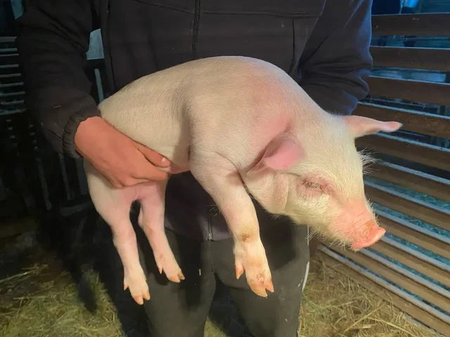 Продажа поросят крупной белой породы - частное объявление в Энгельс