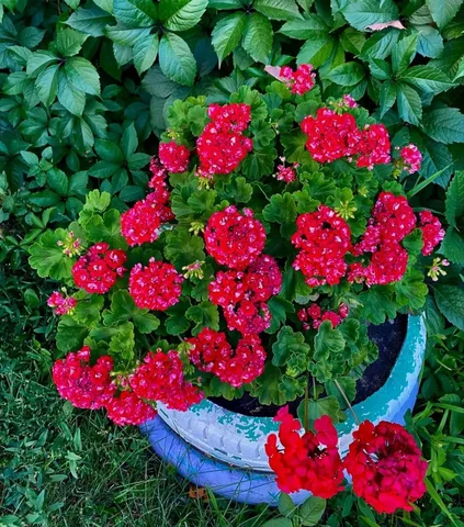 Продам укорененный отросток пеларгонии - Спорттовары в Энгельс