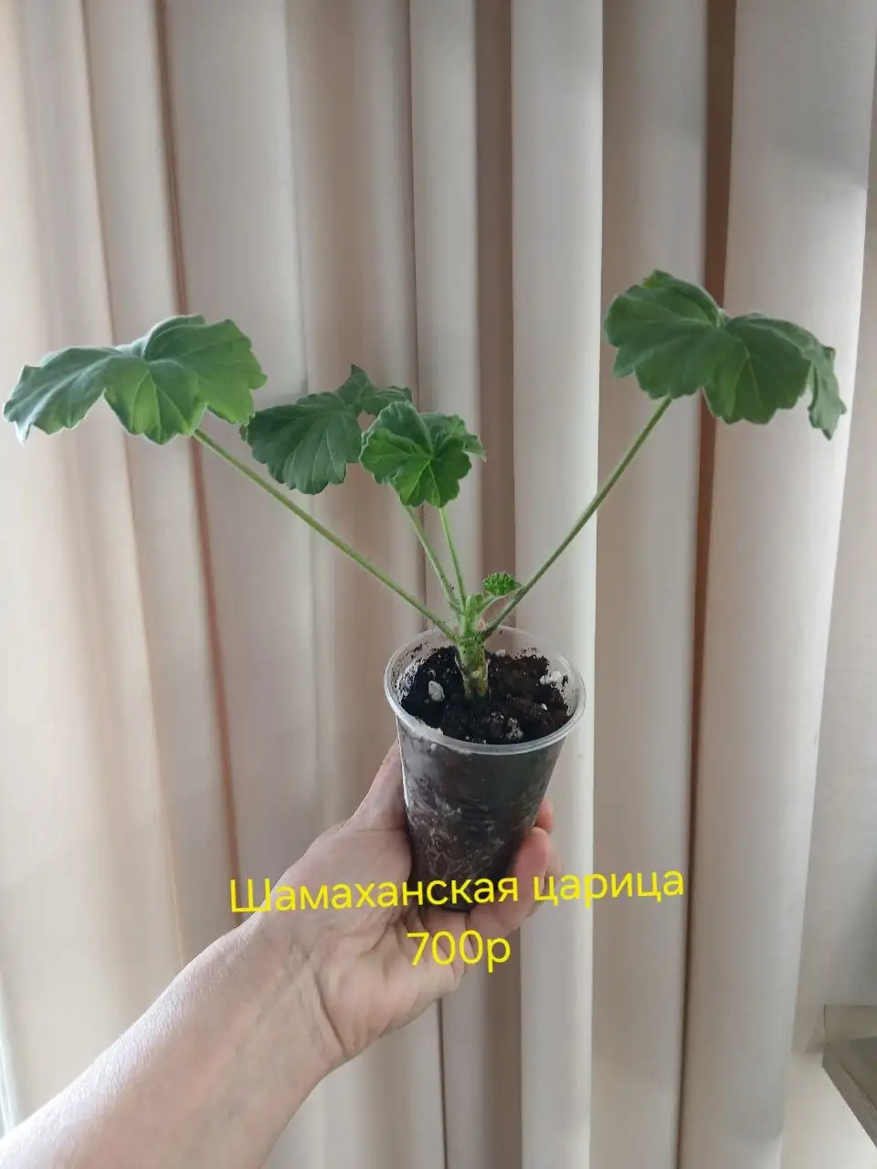 Продам укорененный отросток пеларгонии Шамаханская царица - Растения (Хобби и отдых) в Энгельс