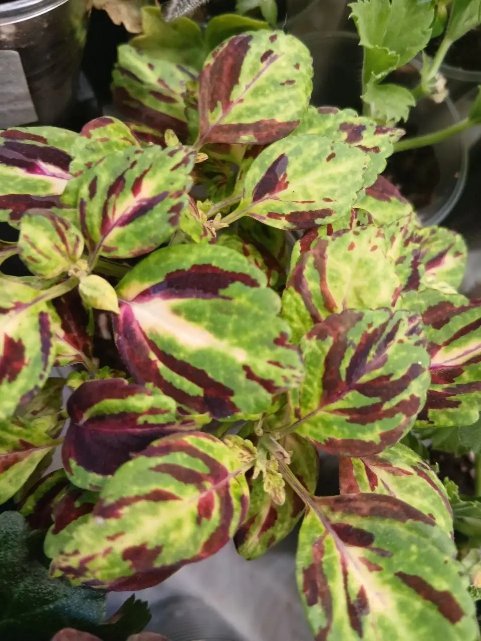 Продажа разных колеусов - Растения (Хобби и отдых) в Энгельс