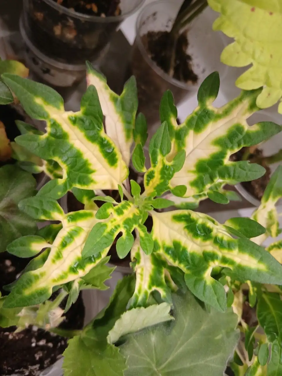 Продажа разных колеусов - Растения (Хобби и отдых) в Энгельс