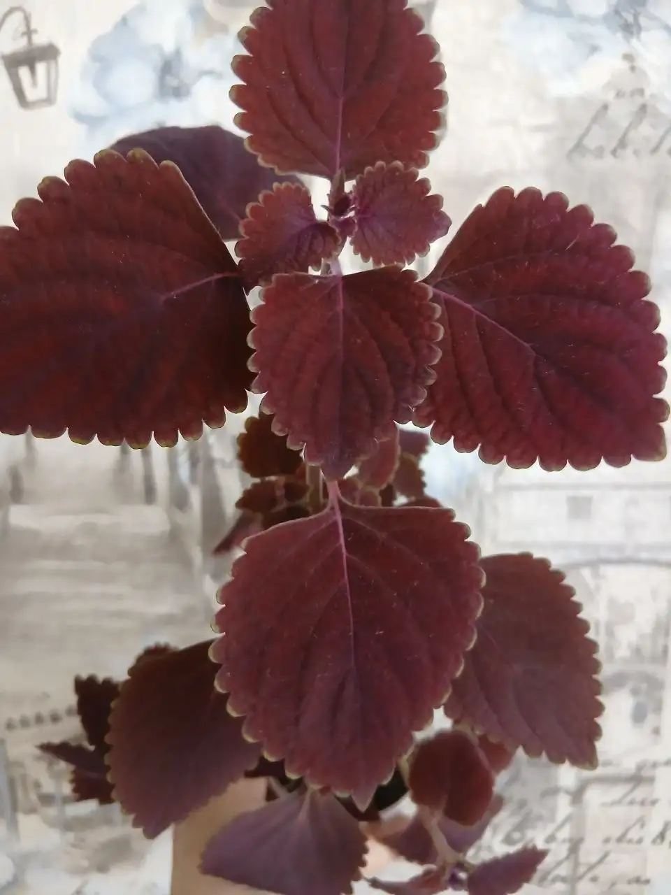 Продажа разных колеусов - Растения (Хобби и отдых) в Энгельс