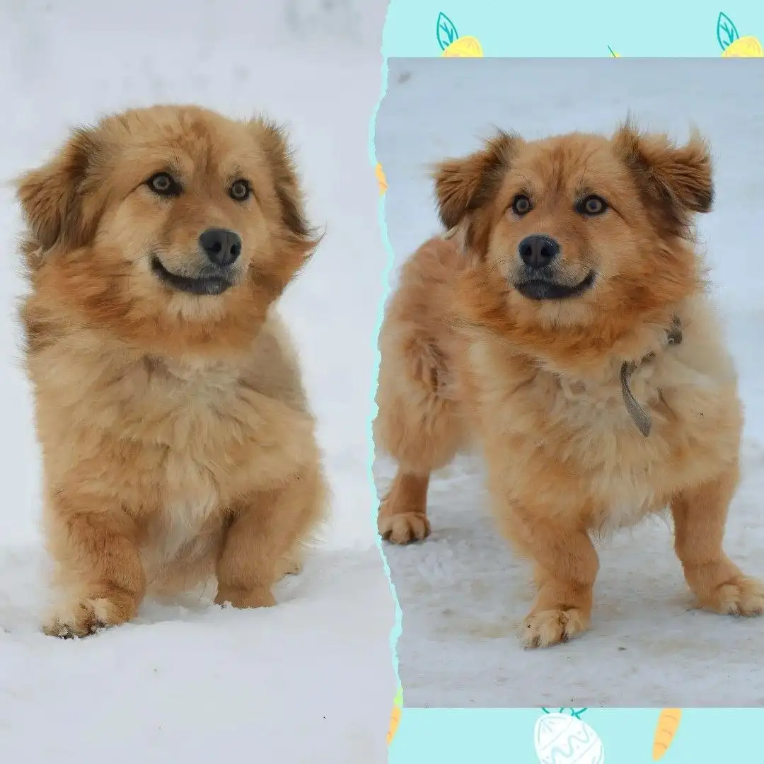 Филипп - щенок из приюта ищет дом - Собаки (Животные) в Саратов