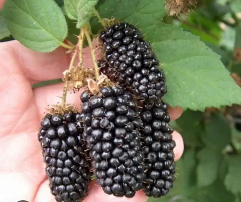 Саженцы ежевики сортов Лох Несс и Бжезина - Интерьер и декор в Энгельс