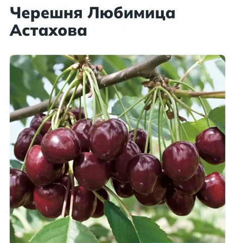 Саженец черешни Любимица Астахова - Интерьер и декор в Энгельс