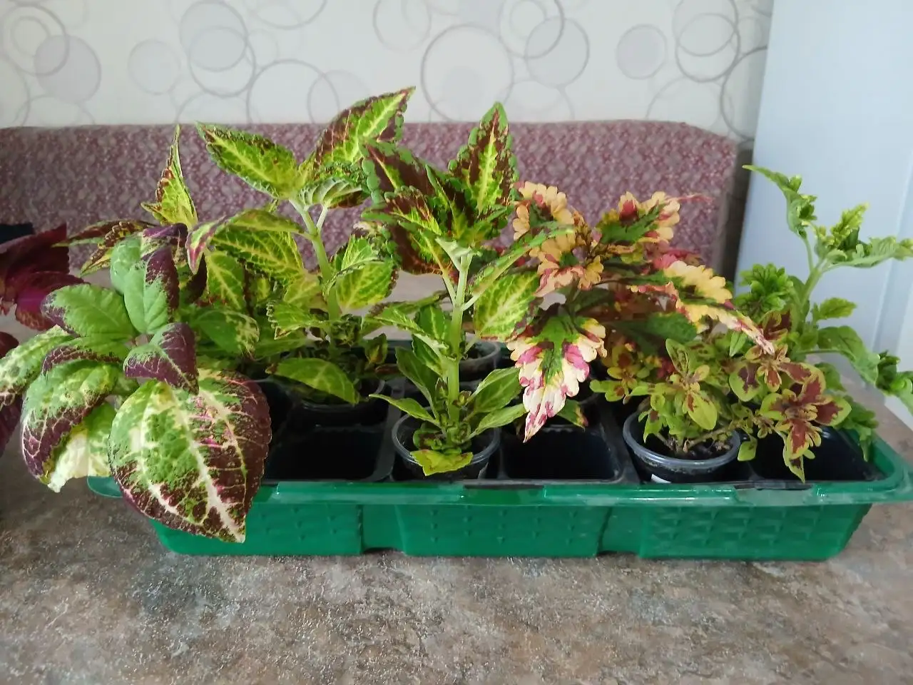 Колеусы вегетативные - Растения (Хобби и отдых) в Саратов