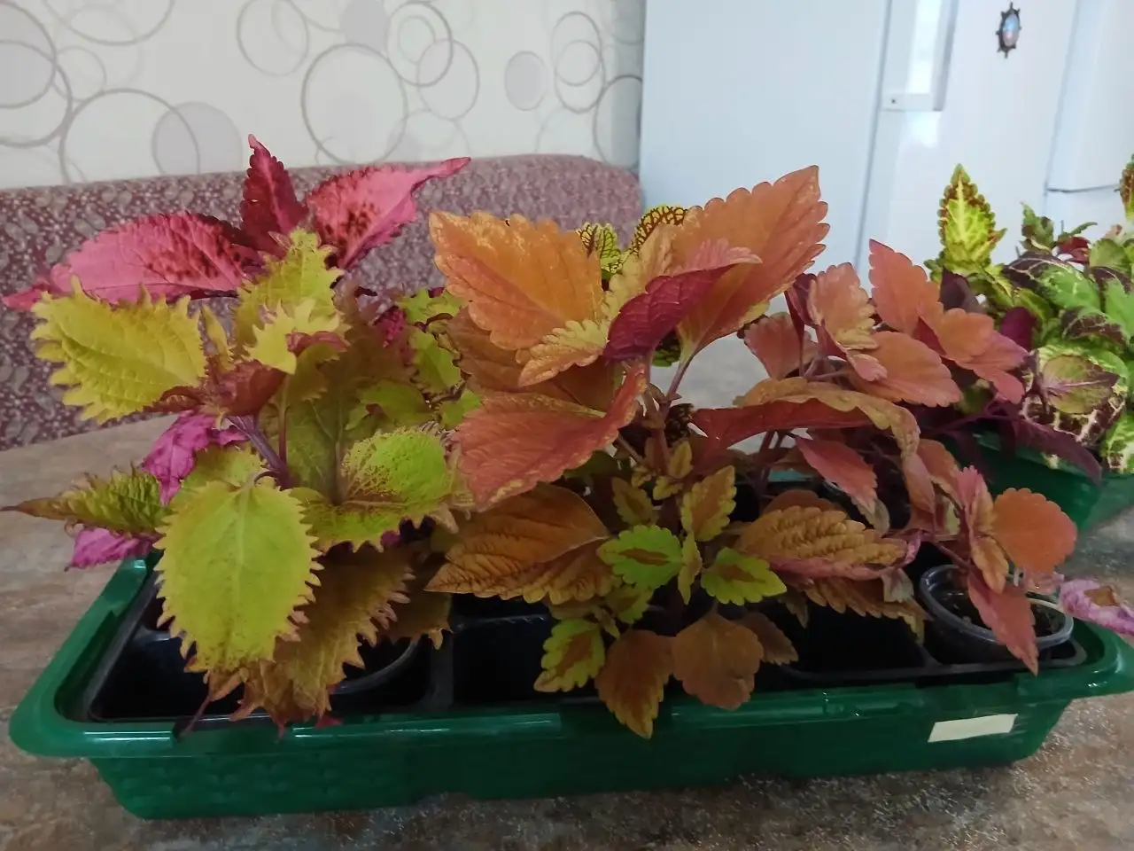 Колеусы вегетативные - Растения (Хобби и отдых) в Саратов