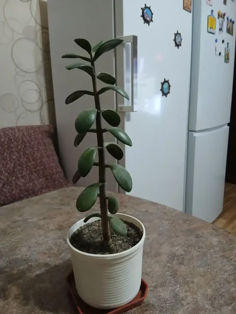 Толстянка денежное дерево - Разное в Саратов