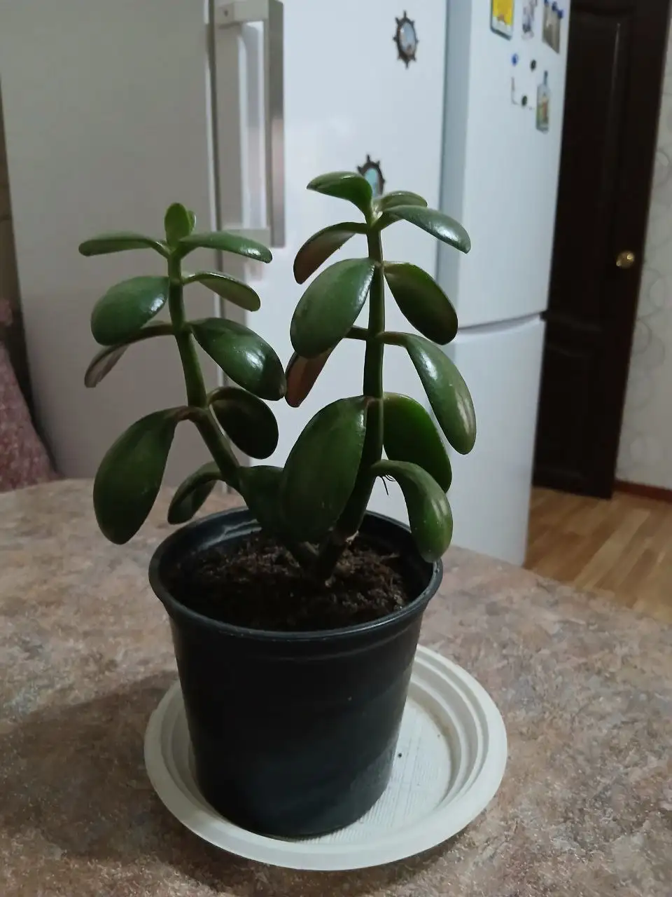 Толстянка денежное дерево - Барахолка в Саратов