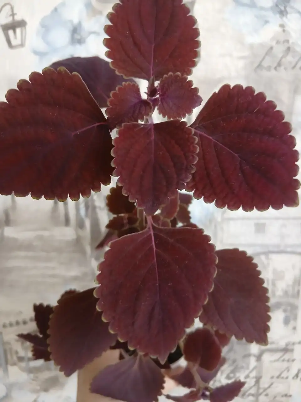 Продажа укорененных колеусов в стаканчиках - Растения (Хобби и отдых) в Энгельс