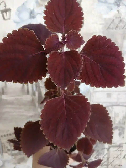 Продажа укорененных колеусов в стаканчиках - Радиоуправляемые модели в Энгельс