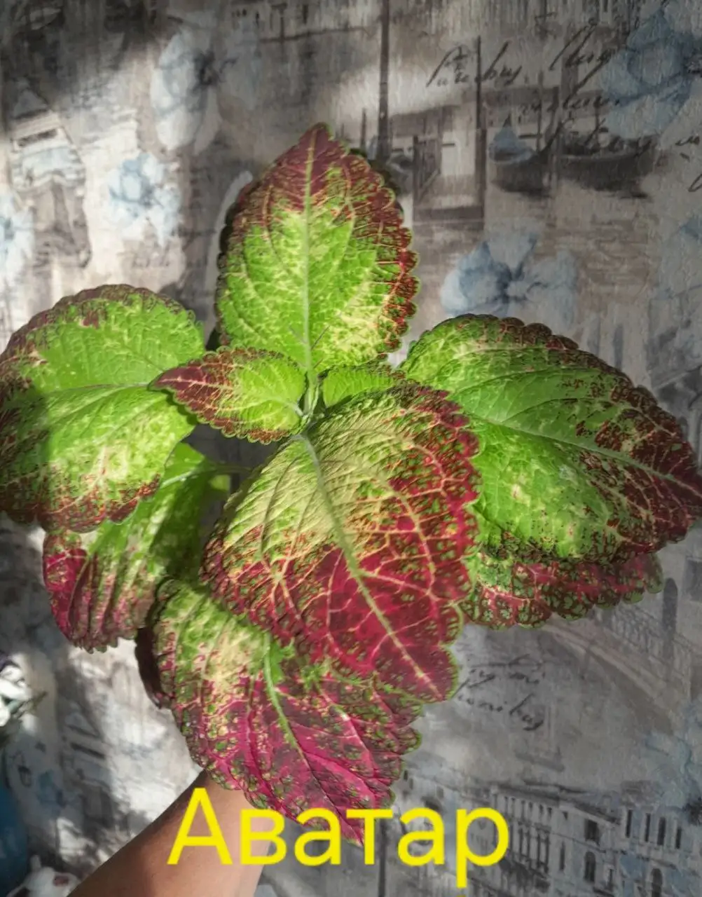 Продажа укорененных колеусов в стаканчиках - Растения (Хобби и отдых) в Энгельс