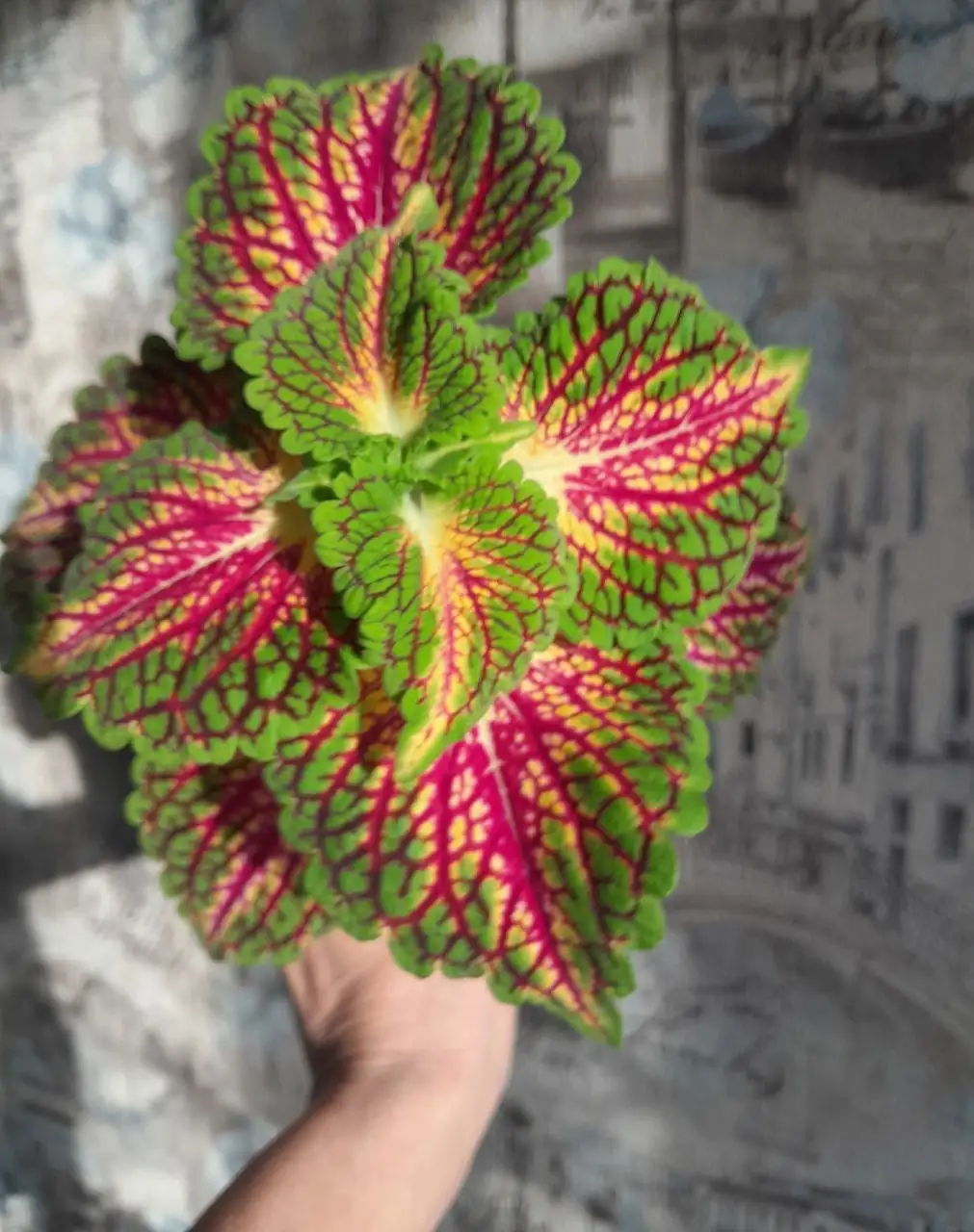 Продажа укорененных колеусов в стаканчиках - Растения (Хобби и отдых) в Энгельс