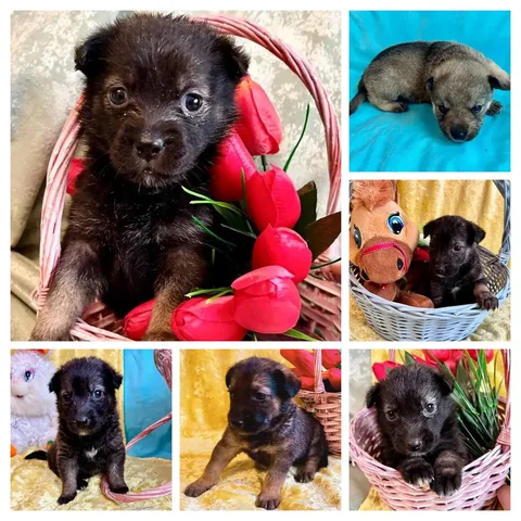 Ищем дом для осиротевших котят - Котята в Саратов