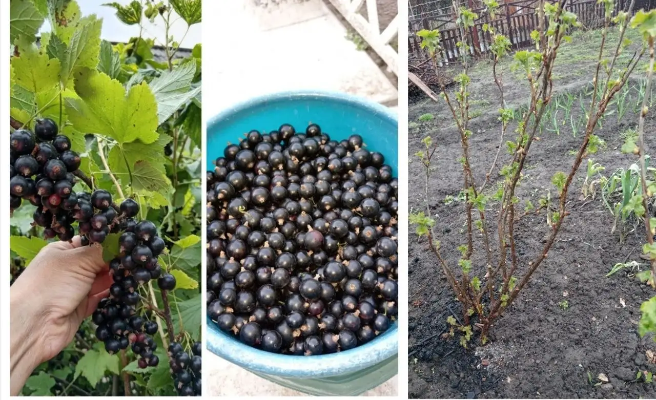 Саженцы чёрной смородины 3х летки - Растения (Для дома и дачи) в Энгельс