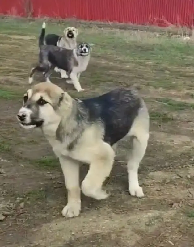 Щенки помесь с алабаем, нужен дом - Собаки (Животные) в Саратов