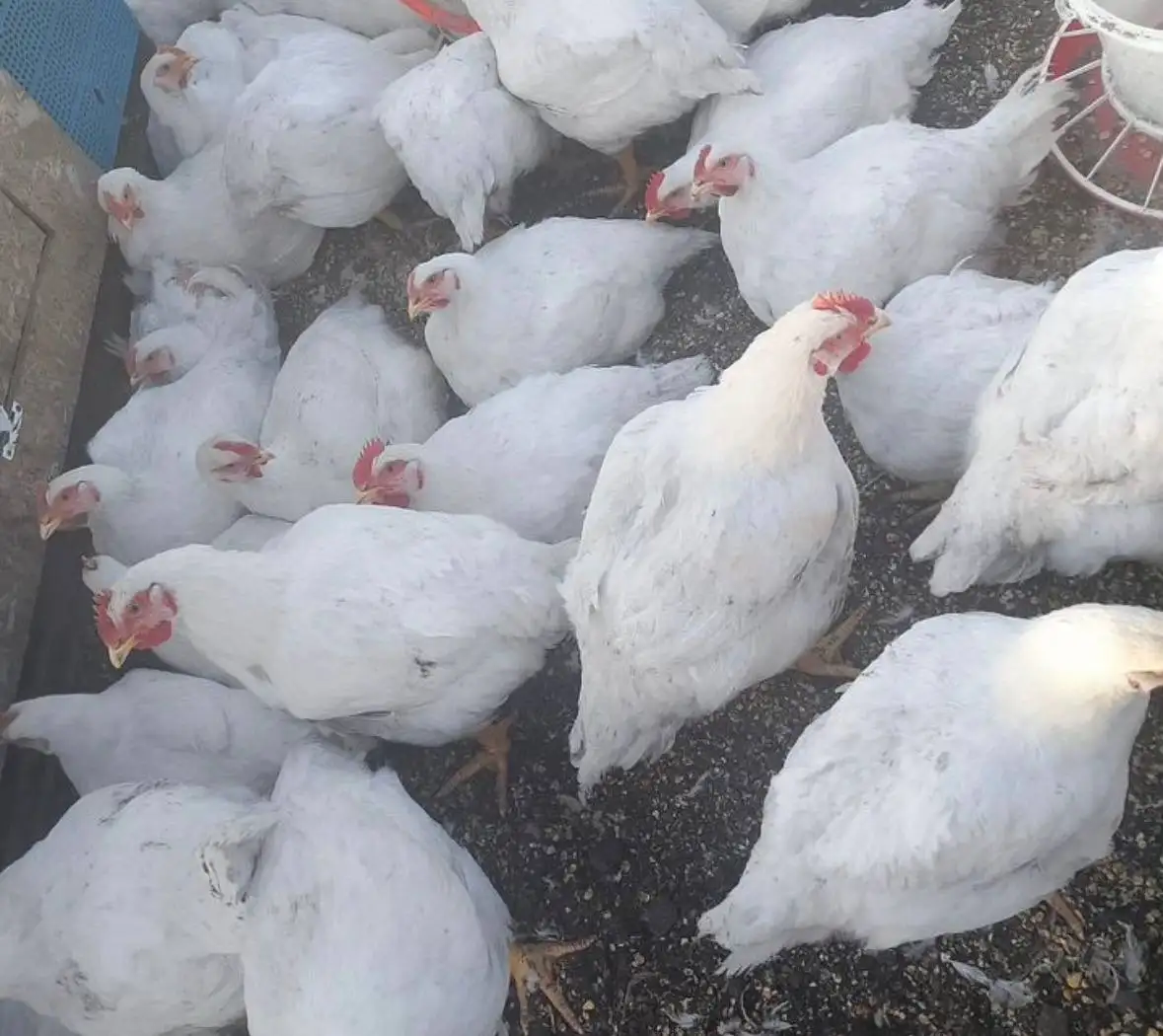 Продажа бройлерных цыплят - Птица (Животные) в Энгельс