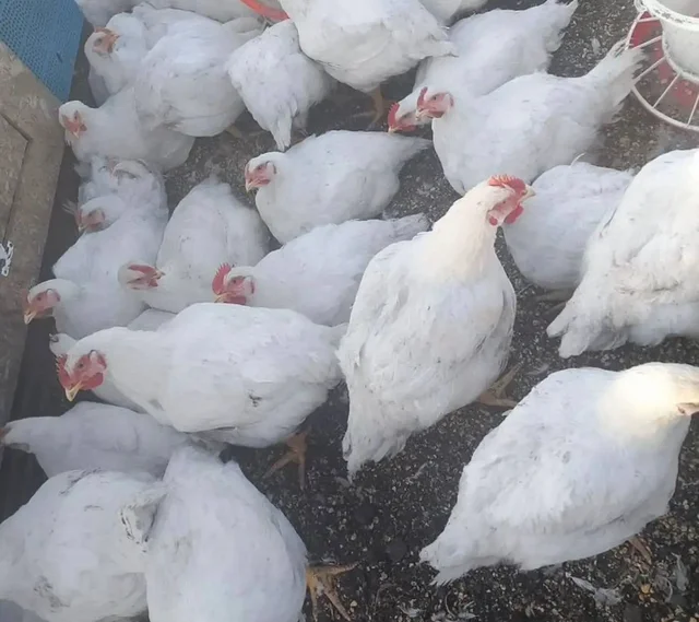 Продажа бройлерных цыплят - Птица в Энгельс