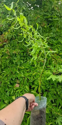 Ива извилистая саженцы - Двери в Саратов