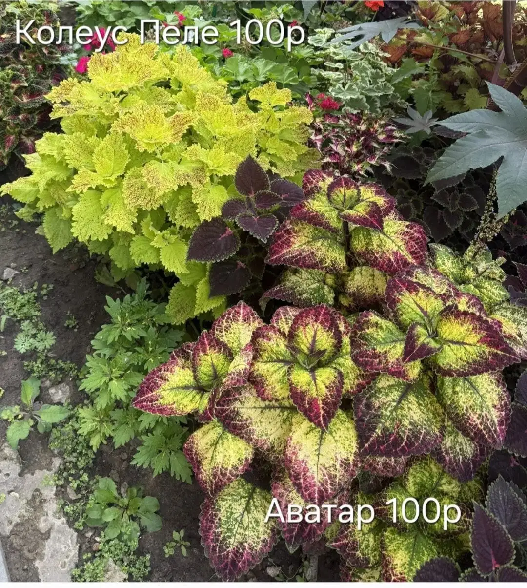 Объявление в Энгельсе - Барахолка в Энгельс