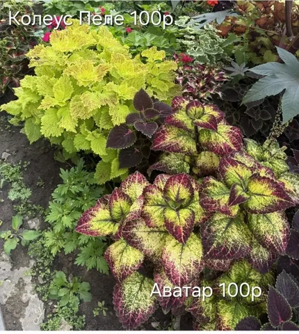 Объявление в Энгельсе - частное объявление в Энгельс