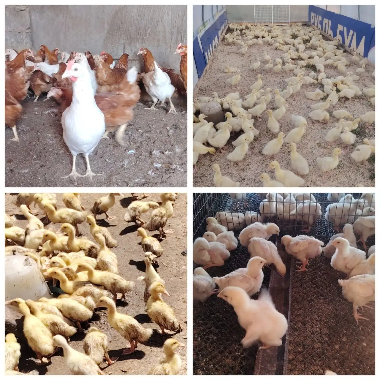Продажа кур, гусей, уток и бройлеров - Птицы (Животные) в Терновка