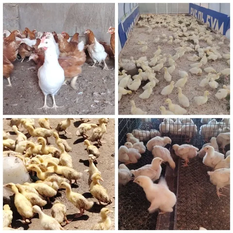 Продажа кур, гусей, уток и бройлеров - частное объявление в Терновка