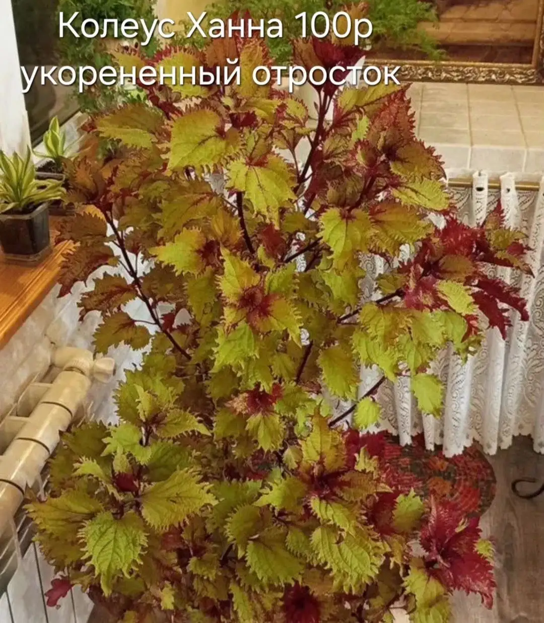 Колеусы - Комнатные растения (Растения) в Энгельс