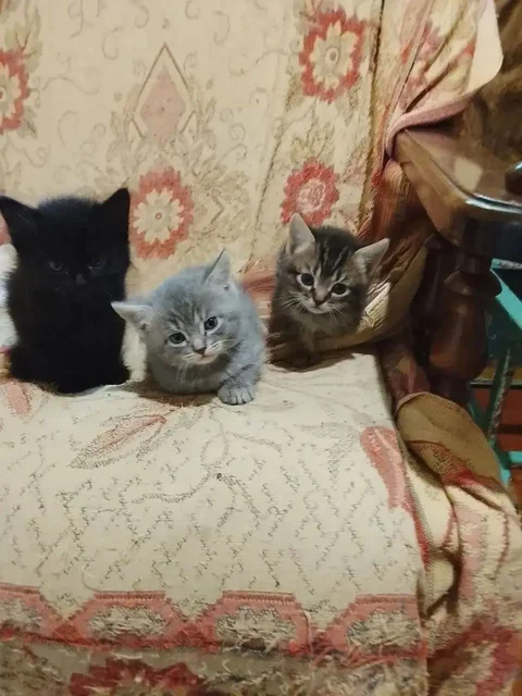 Котята в добрые руки - Животные в Энгельс