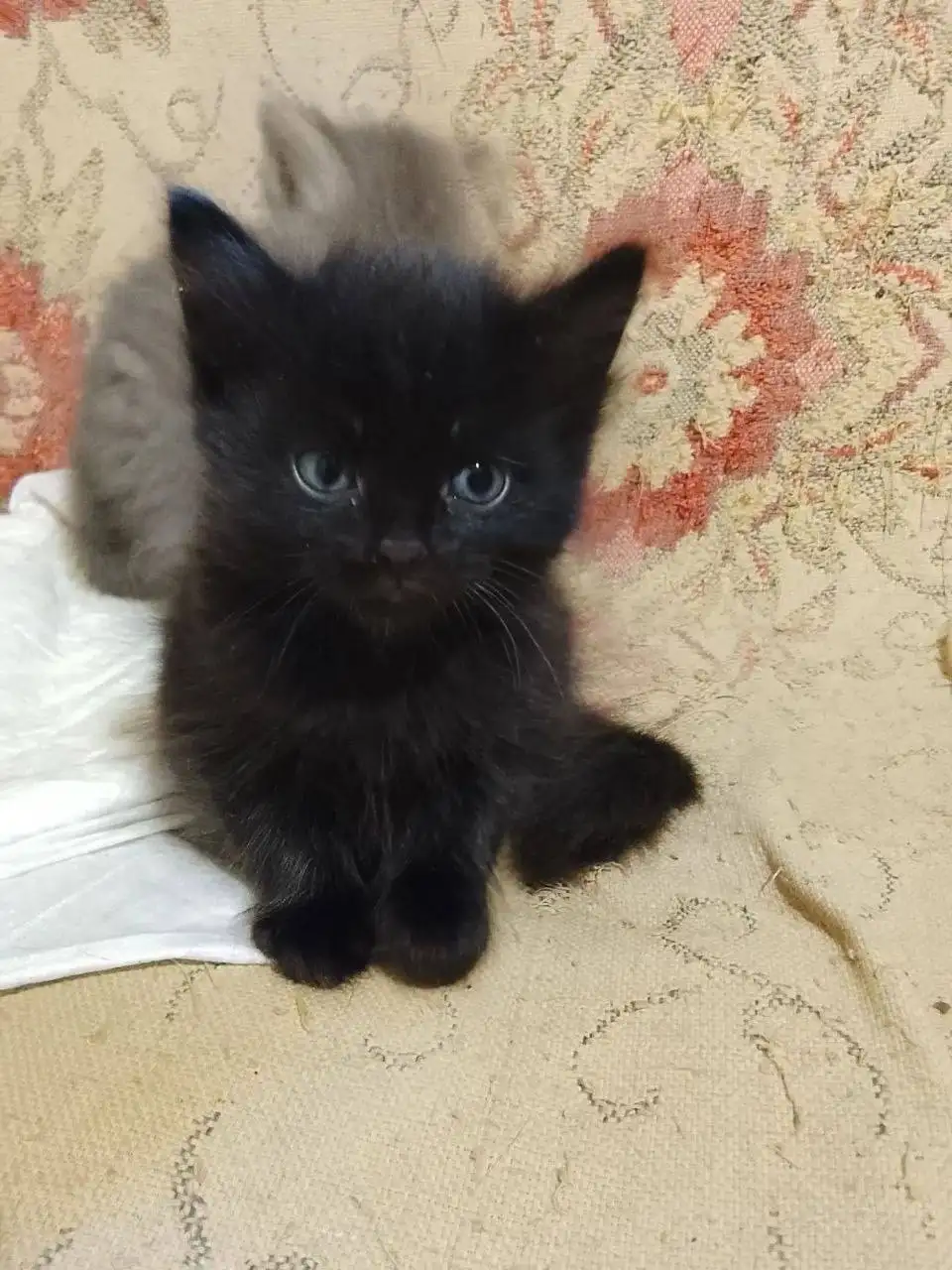 Котята в добрые руки - Животные в Энгельс