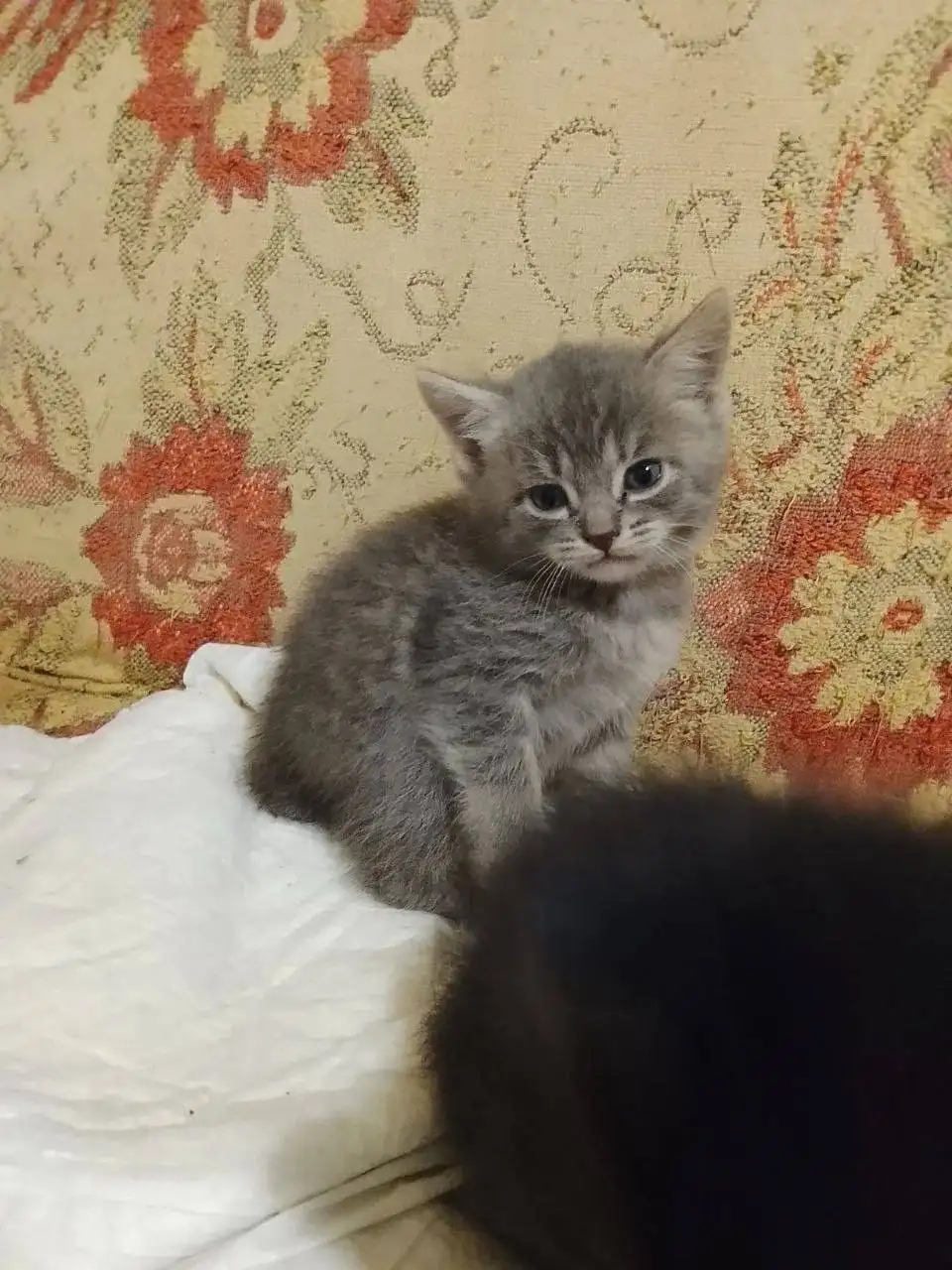 Котята в добрые руки - Животные в Энгельс