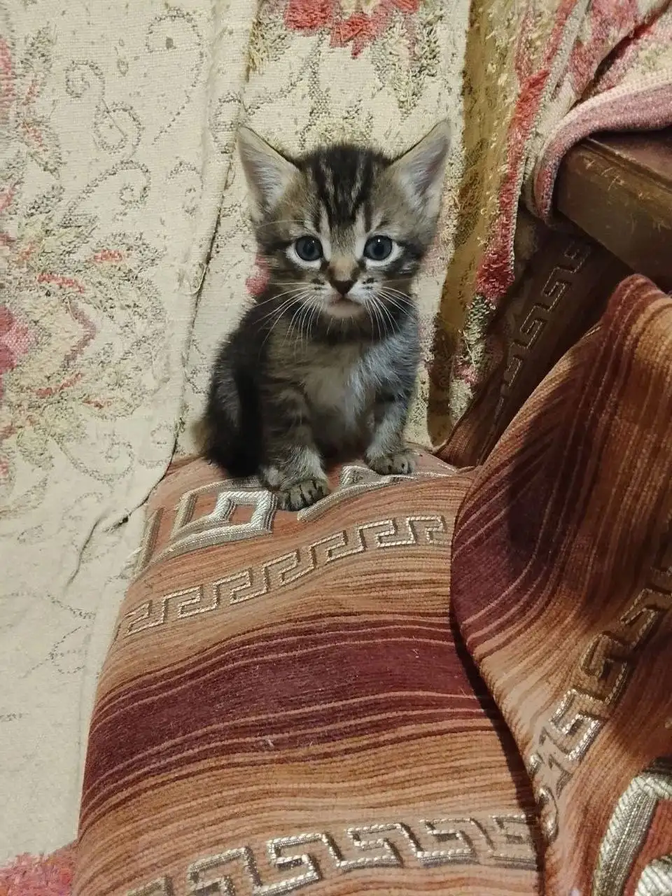 Котята в добрые руки - Животные в Энгельс