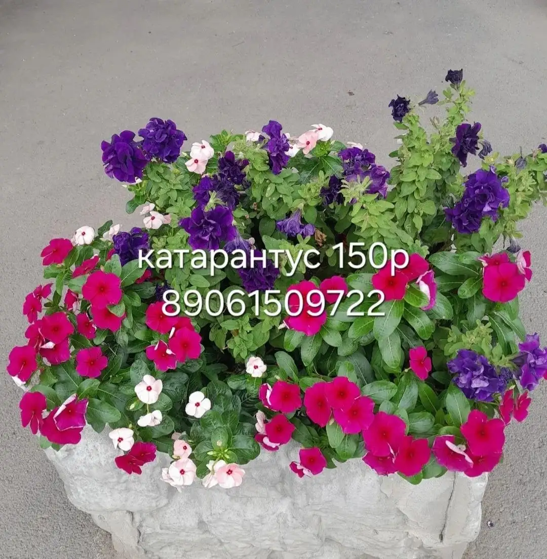 Продается каменный уголь МФ (240 л) - Топливо (Для дома и дачи) в Энгельс
