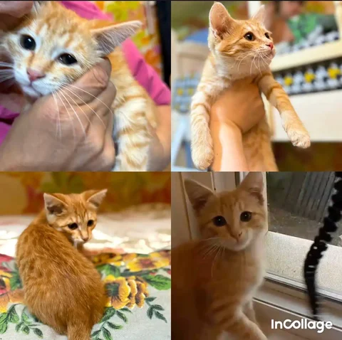 Котенок ищет дом - Потеряшка в Энгельс