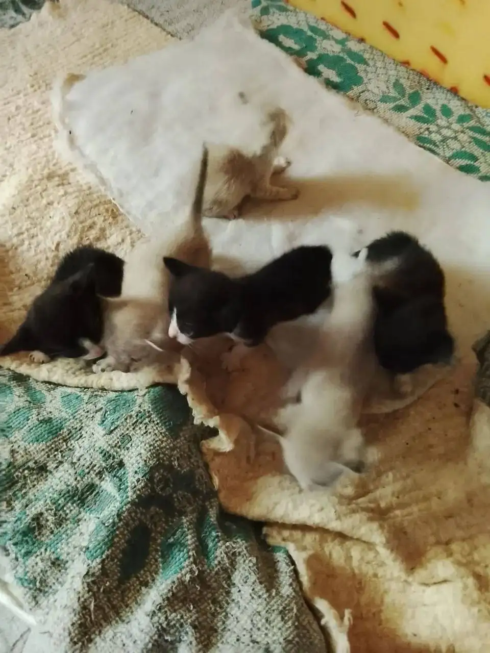 Отдам котят в добрые руки - Кошки (Животные) в Саратов
