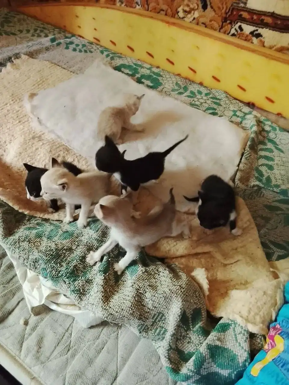 Отдам котят в добрые руки - Кошки (Животные) в Саратов