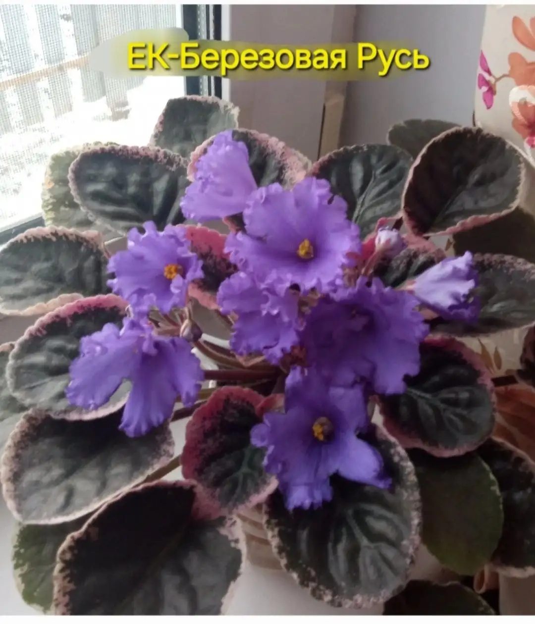 Фиалка Берёзовая Русь отросток - Комнатные растения (Растения) в Энгельс