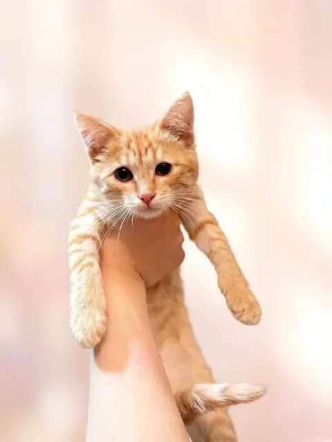 Котёнок в добрые руки - Животные в Саратов