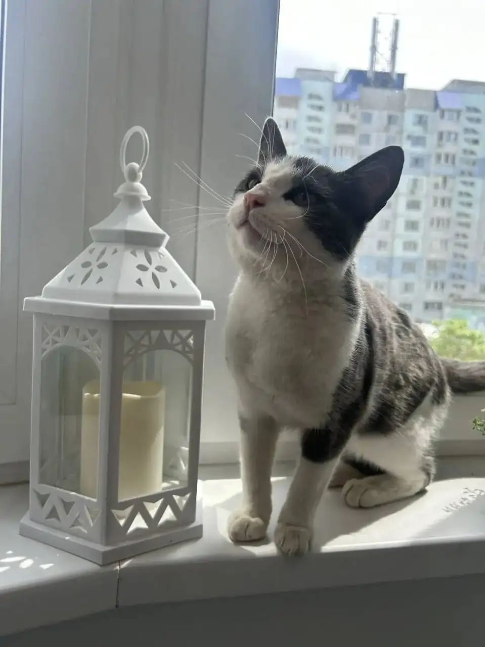 Кот ищет дом - Кошки (Животные) в Энгельс