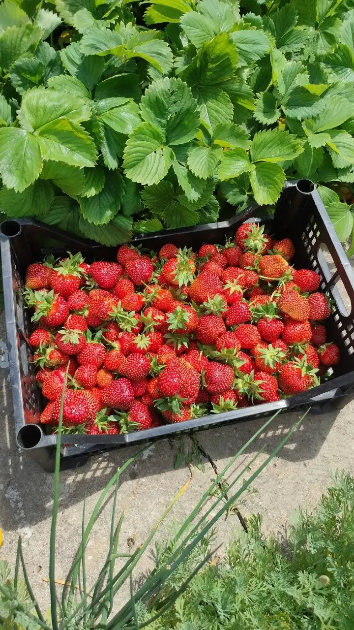 Продажа клубники - Барахолка в Энгельс
