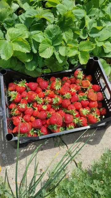 Продажа клубники - Бытовая техника в Энгельс