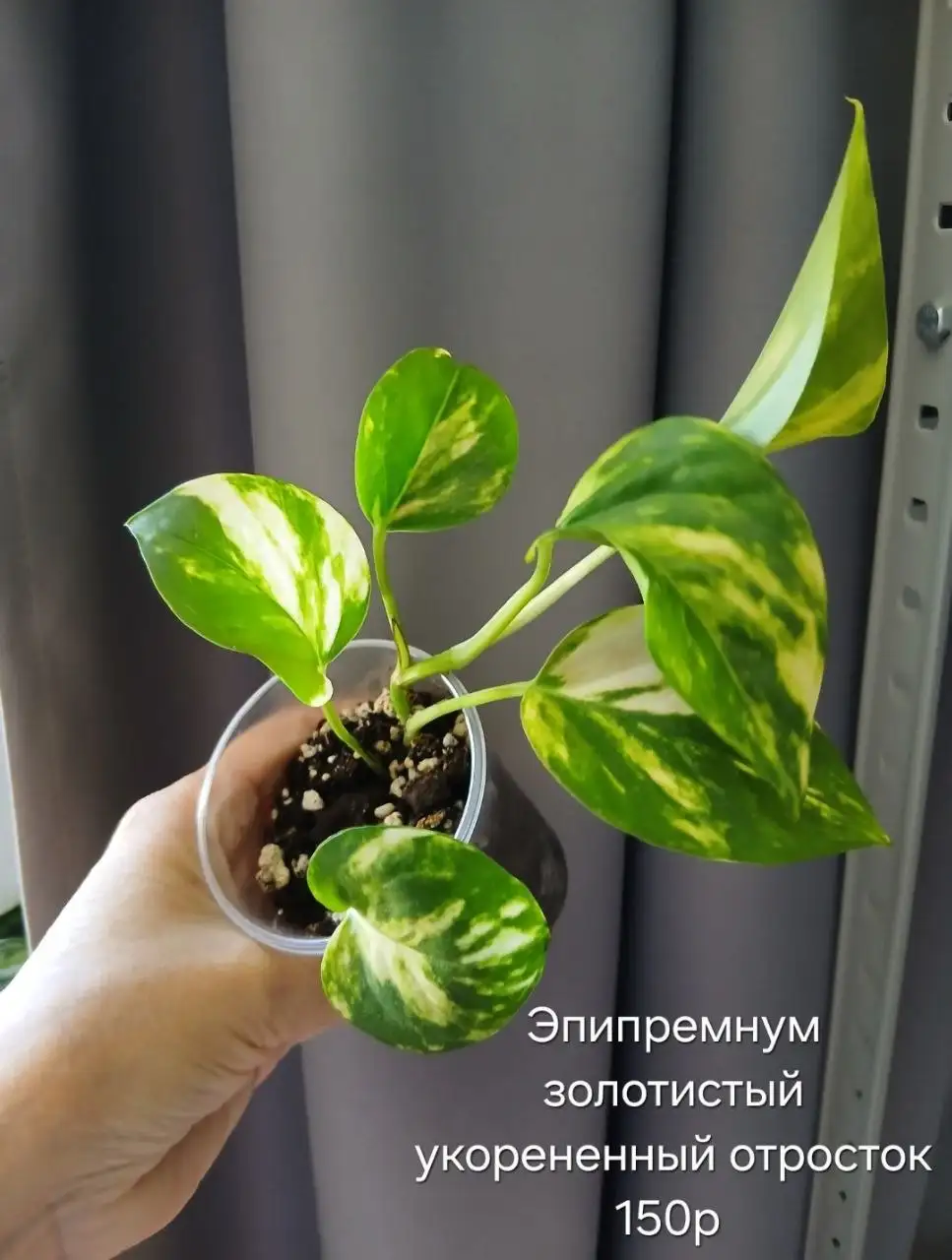 Эпипремнум золотистый укорененный отросток - Хобби и отдых в Энгельс