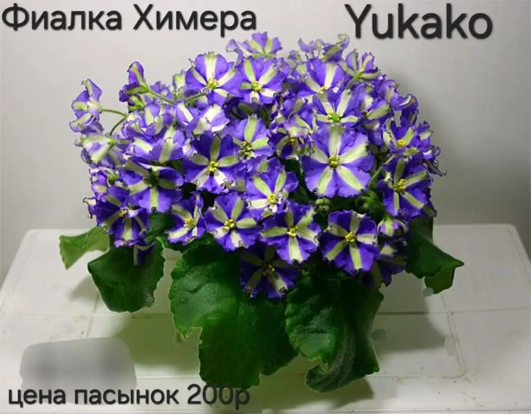 Продам Фиалку Химера пасынок - Растения (Барахолка) в Энгельс