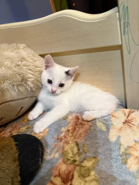 Отдам котёнка в добрые руки - Кошки в Энгельс