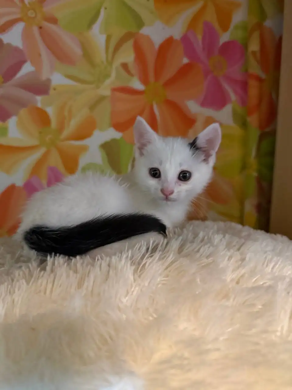 Отдам котёнка в добрые руки - Кошки (Животные) в Энгельс