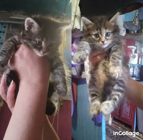 Котята в добрые руки - частное объявление в Энгельс