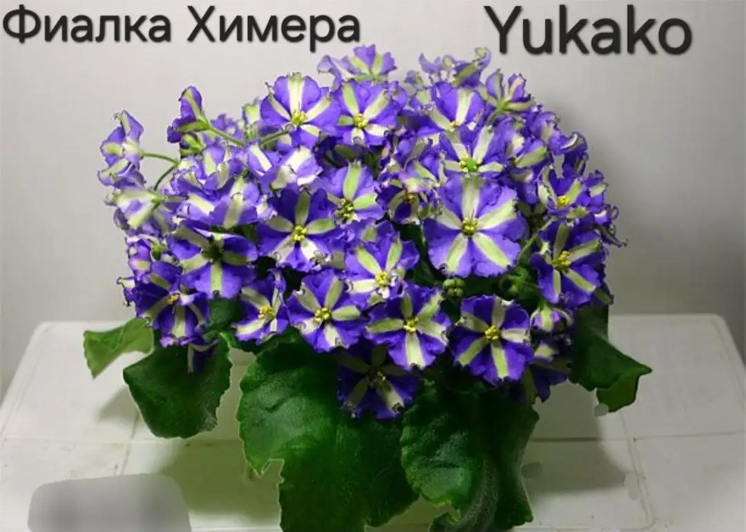 Пасынок - Услуги в Энгельс