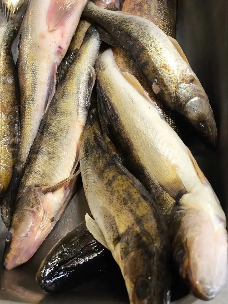 Фарш из судака - Продукты в Энгельс